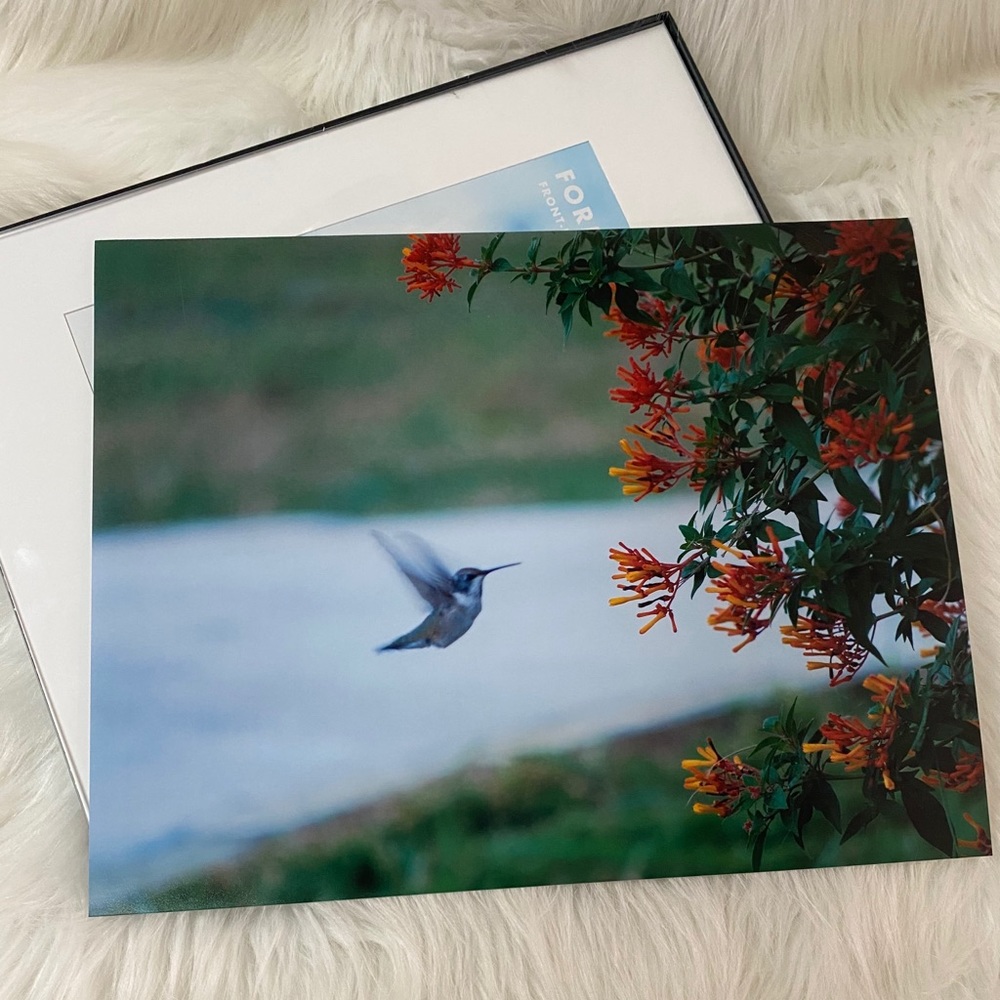 11x14 picture of a Hummingbird
